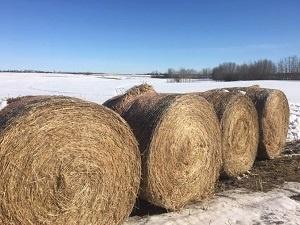 Canada buys Robot Feeder
